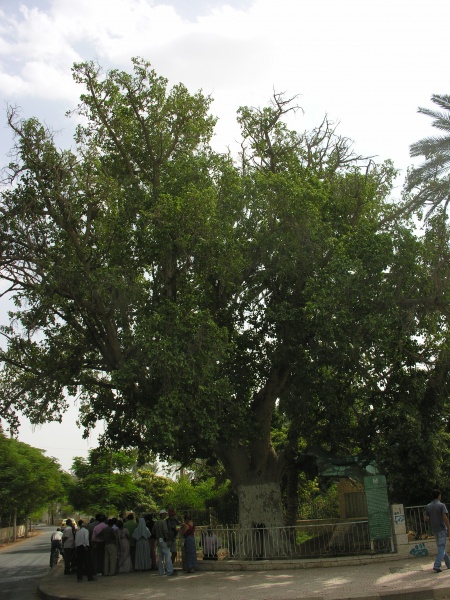 File:Zacchaeus-sycamore.JPG