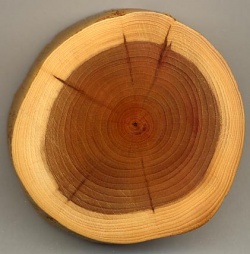 The tiny centre dark spot (about 1 mm diameter) in this yew wood is the pith