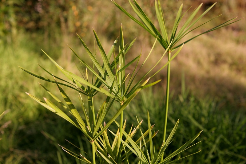 Image:Papyrus plant.jpg