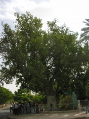 Zacchaeus' sycamore fig in Jericho.