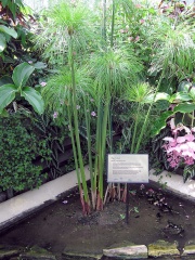 Papyrus plant Cyperus papyrus at Kew Gardens, London