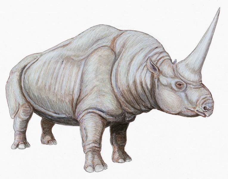 File:Elasmotherium cauc1DB.jpg